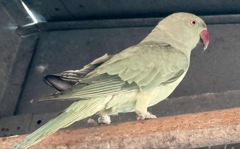 Ring neck femea verde de 2025