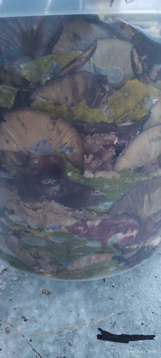 Гриби грузді засолені