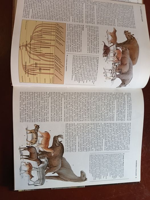 Mamíferos ungulados e lagomorfos; 	Coleção Animais de todo o Mundo*