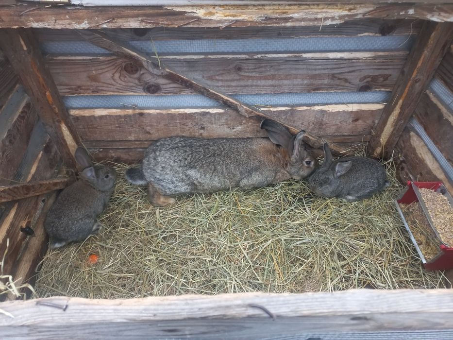 Belgi młode sprzedam