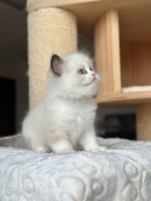 Kocurek ragdoll hodowlano wystawowy FPL