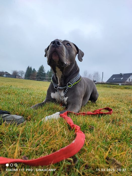 GinaaCamp Hotel dla psów i kotów / ośrodek dla psów / kochamy mądrze