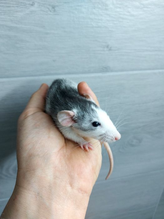 Szczur Szczury Szczurki Cudowne Maluchy Dowóz