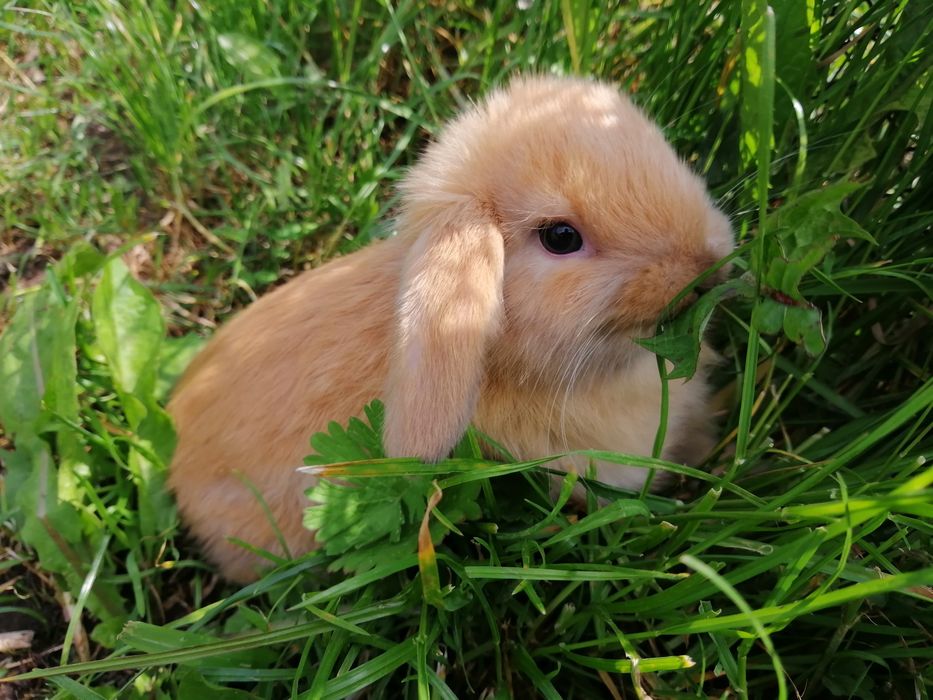 Вислоухі декоративні баранчики