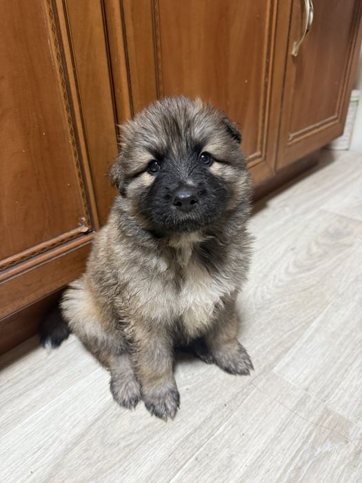 Вівчарки метизи тато Алвбай