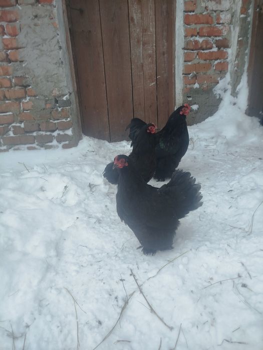 Кури карликовий кокенхін