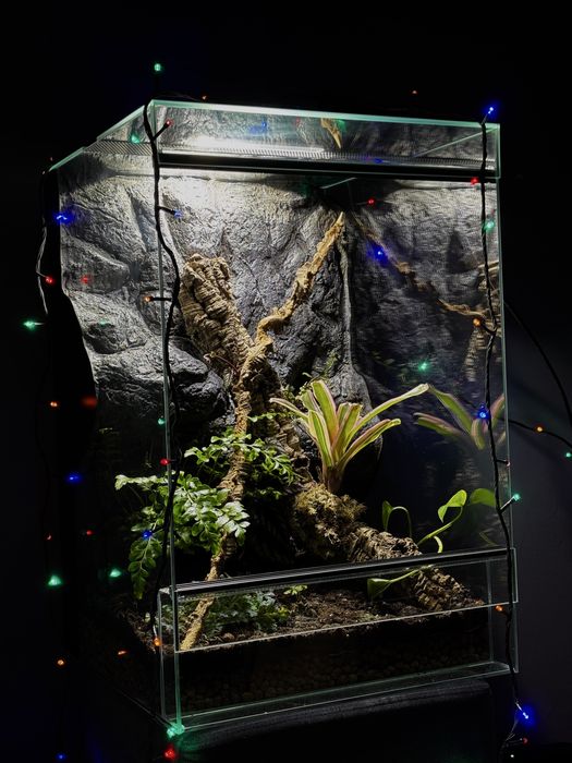 Terrarium na wymiar z aranżacją