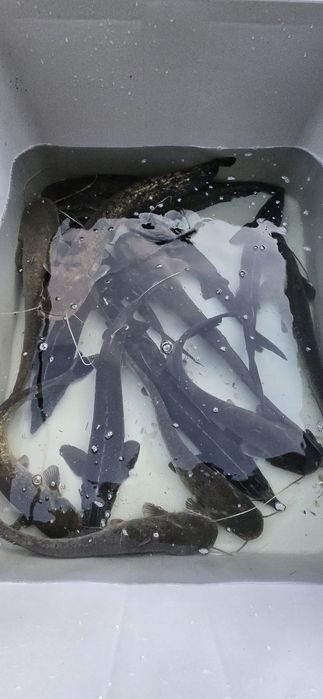 Jesiotr,  Sum, Amur, Karp  ryby do stawu