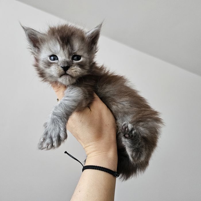 Koteczka Maine coon rodowód fpl fife