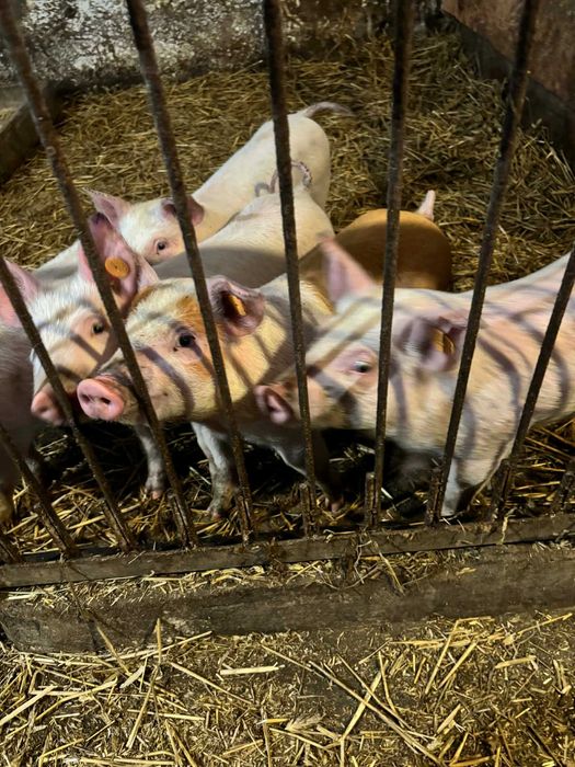 Sprzedam prosięta 5szt