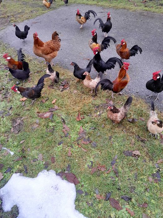 Sprzedam kogutki ozdobne.