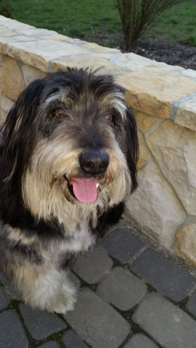 12 letni Moris pilnie szuka domu