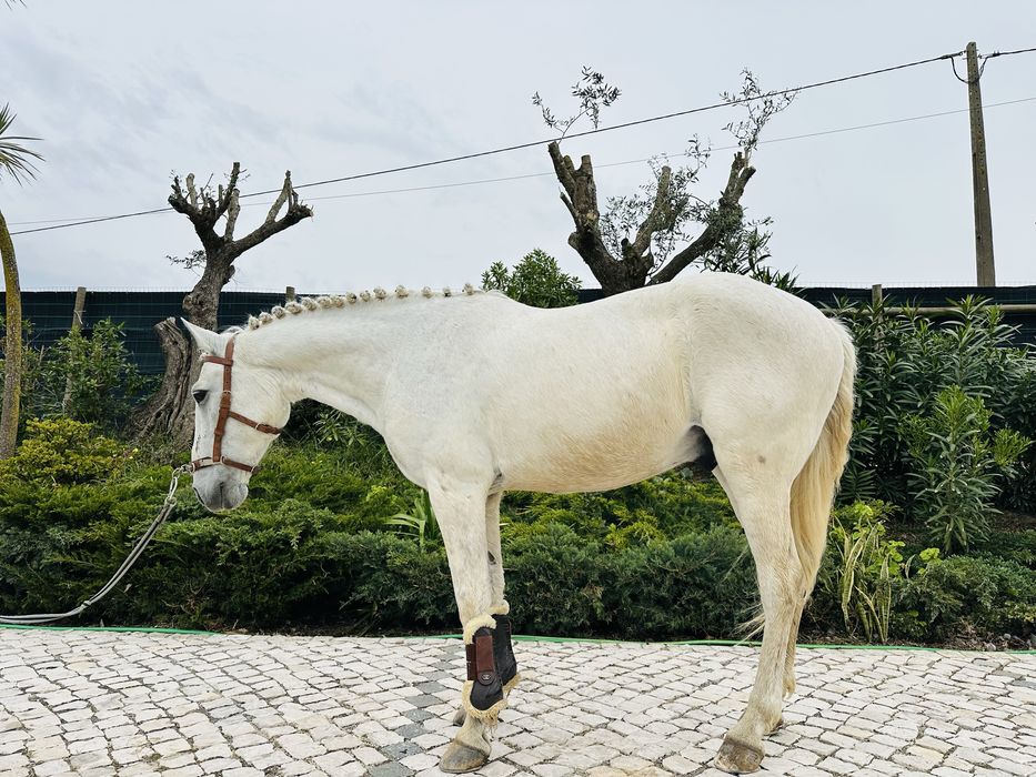 Para venda cavalo cruzado
