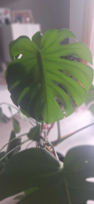 Wielka Monstera Deliciosa 110cm | Gęsta, zdrowe duże liście!