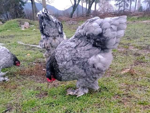 Яйце на інкубацію, курчата, Брама: блакитна, біле золото, темна.