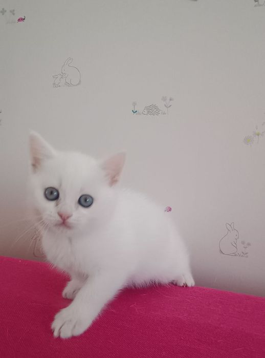 Знижка.До дня закоханих.Шотландські кошенята,котики, продам, висловухі