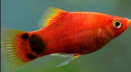 Пецилії "сунички"