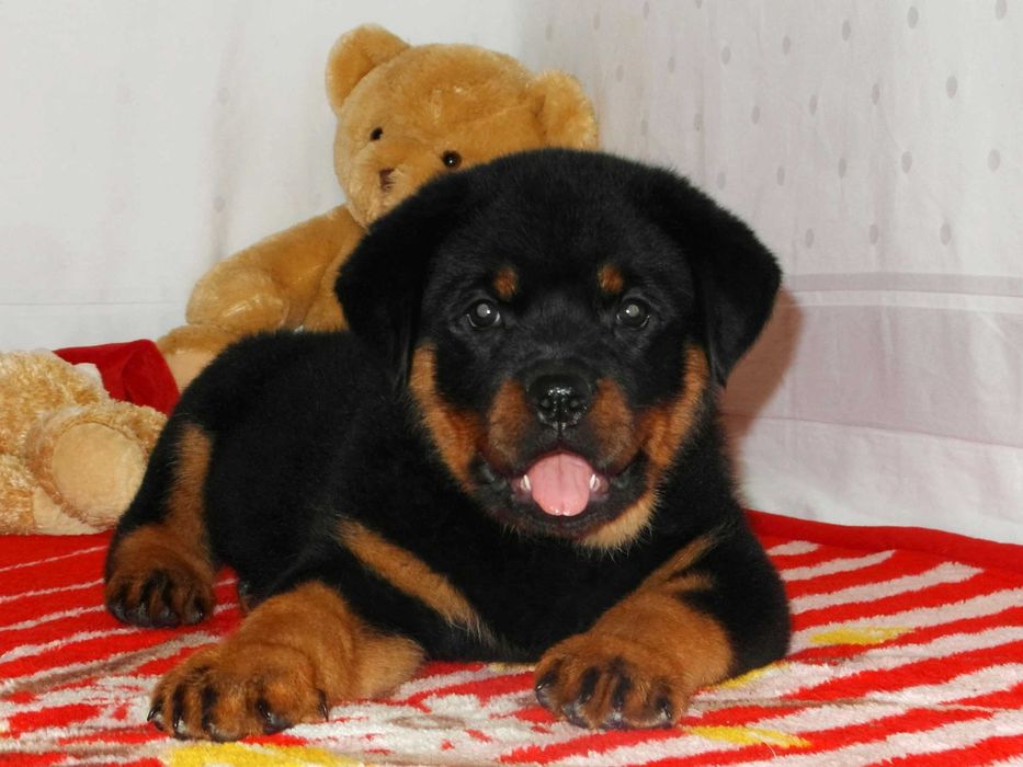 Элитные щенки Ротвейлера!