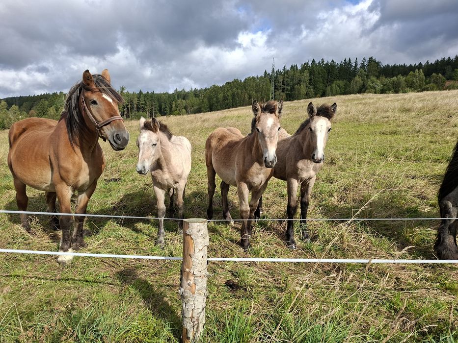 Sprzedam źrebaki zimnokrwiste