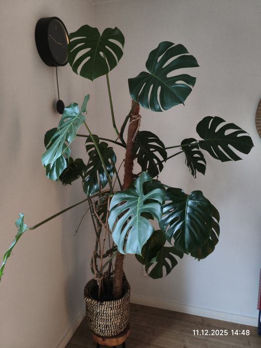 Monstera duża około 180cm