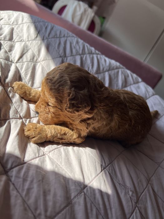 Pudel toy red płowy chłopak