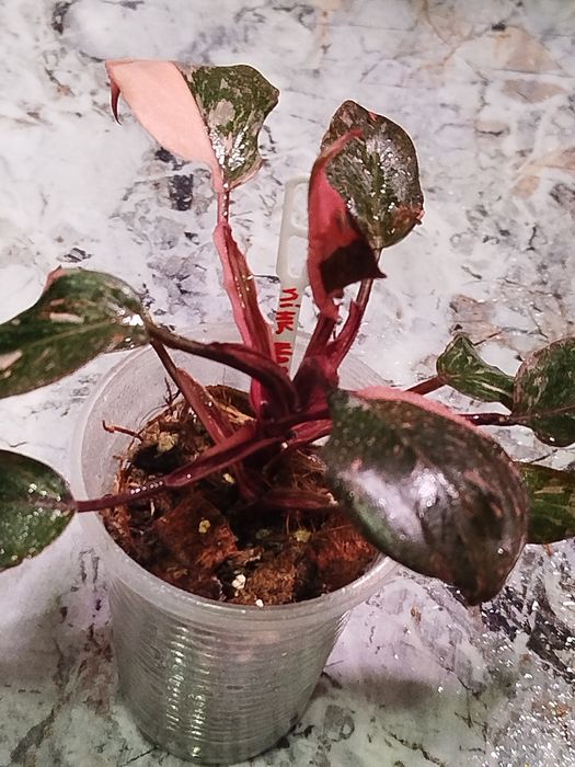 Філодендрон Джангл Февер,Монлайт, Сератум Голд, Карамель Мармелад,