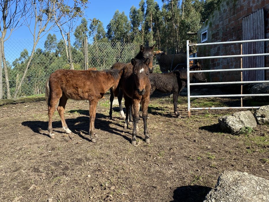 Garranos 2 machos e 2 femeas