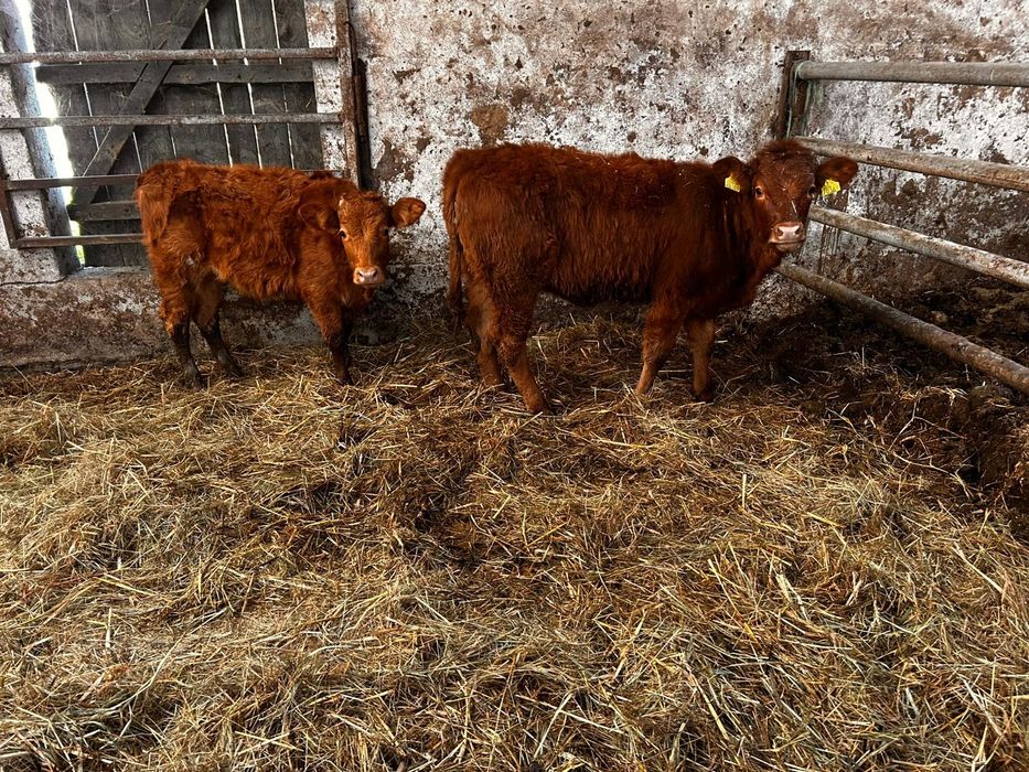 Sprzedam jałówki mm Km te co na zdjęciach