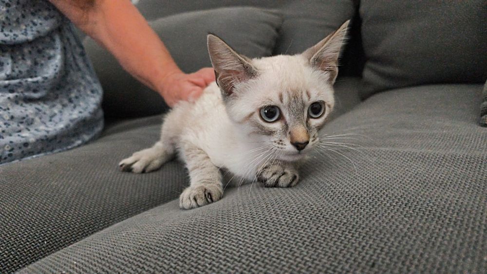 Gatinhas bebés com esterilização gratuita para adoção
