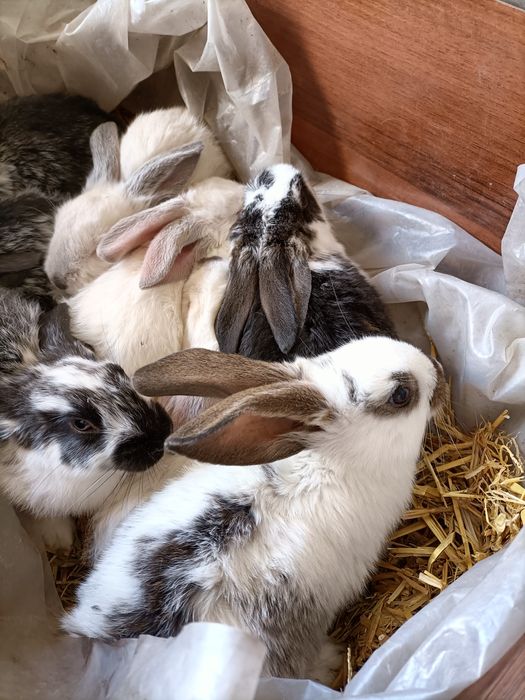 Продам маленьких кроликів