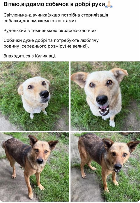 Віддам србачок в добрі руки