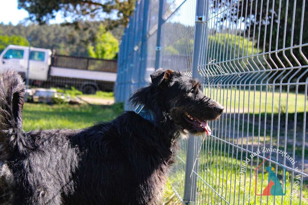 Bardzo fajny i wesoły, młody, większy psiak - kocha człowieka ADOPTUJ