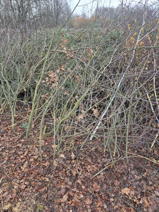 Gałęzie oddam za darmo