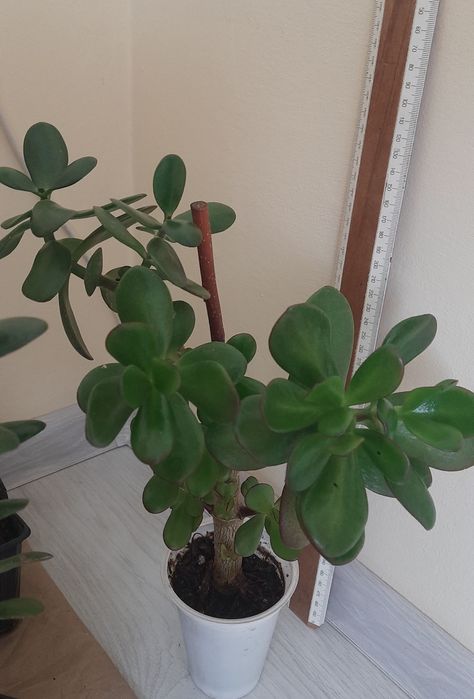 Грошове дерево, красулла, толстянка. Садженці.