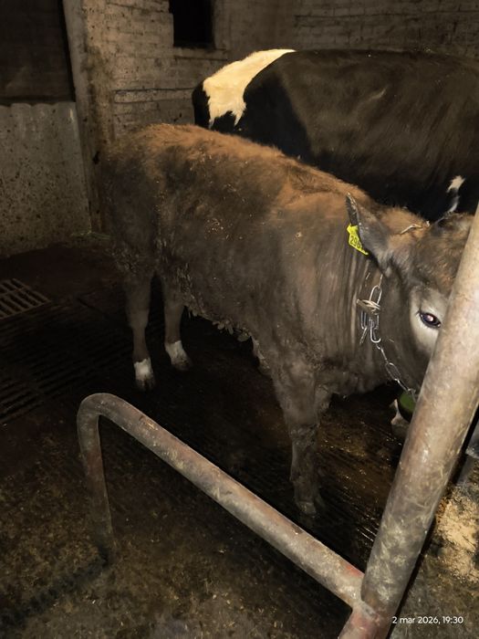 Jałoszka mięsna  nie "byczek "