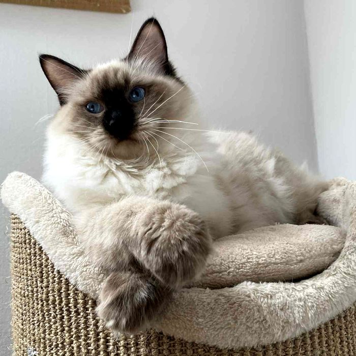 Ogromy kocurek Ragdoll - Fife/FPL