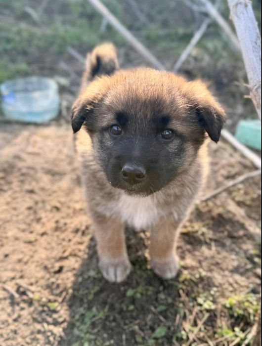 Даром прекрасные щеночки.