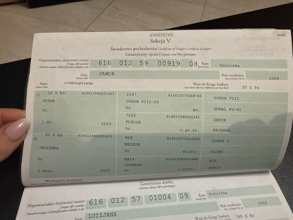 Klacz huculska programowa