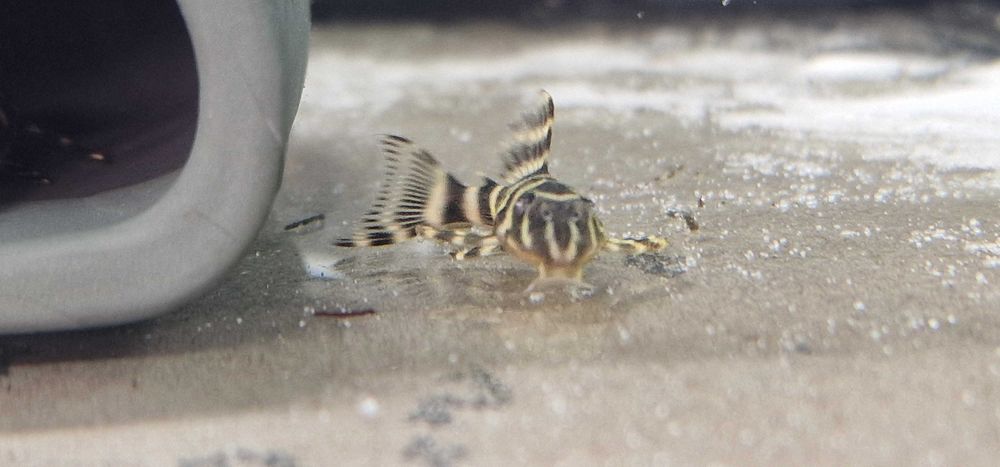 Zbrojnik Hypancistrus L333 Glonojad 3+ cm.