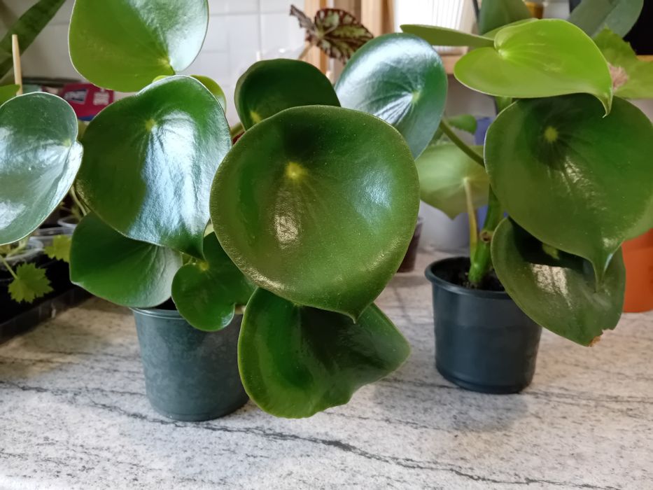 Пілея raindrop в наявності