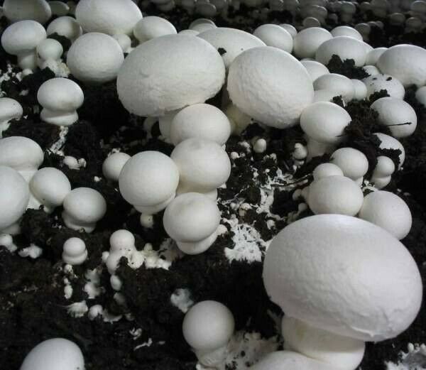 Podłoże Grzybni Pieczarek - możliwa wysyłka