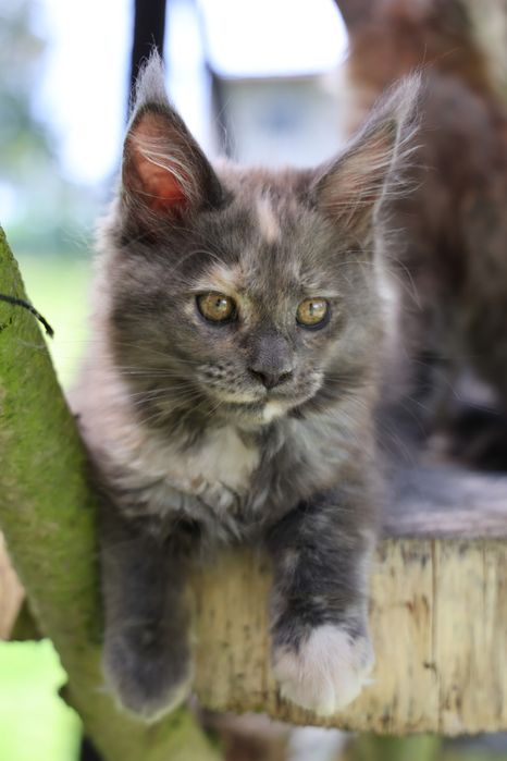 Diva – Maine Coon – Koteczka