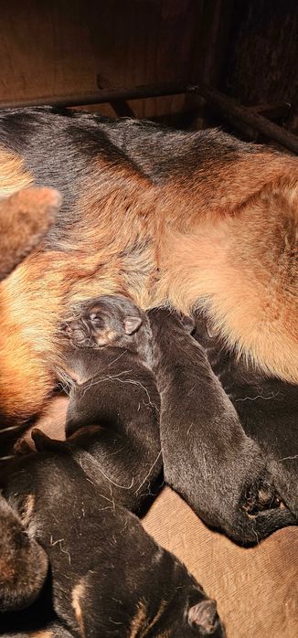 Owczarek niemiecki owczarki niemieckie