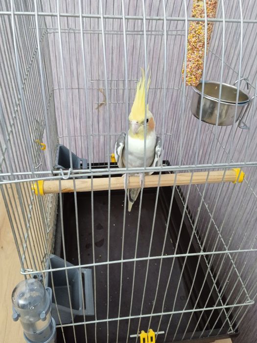 Клітка для папуги