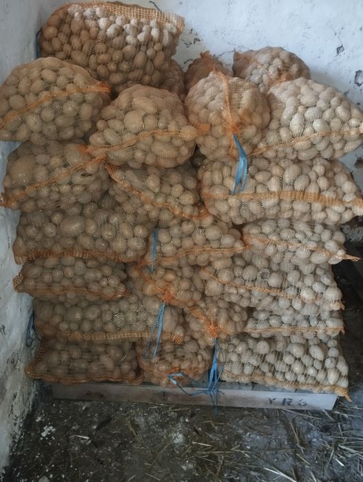 Ziemniaki, kartofle paszowe, odpadowe