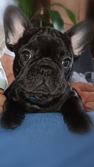 Buldog francuski samiec