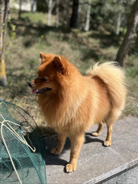 Клаус шукає наречену