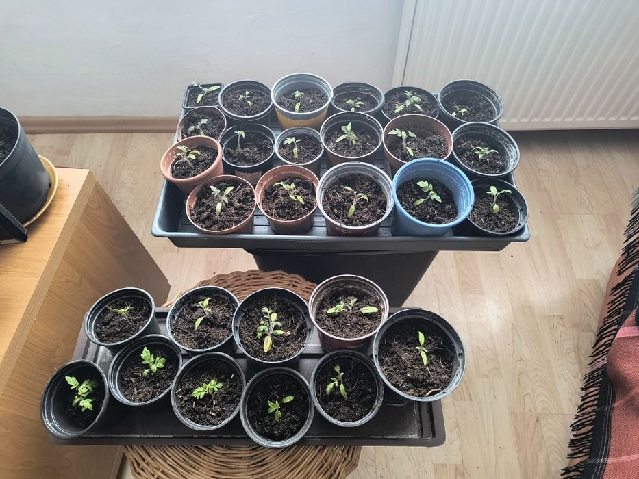 Bloki do sadzonek EcoGrow Rockwool hydroponic 50szt