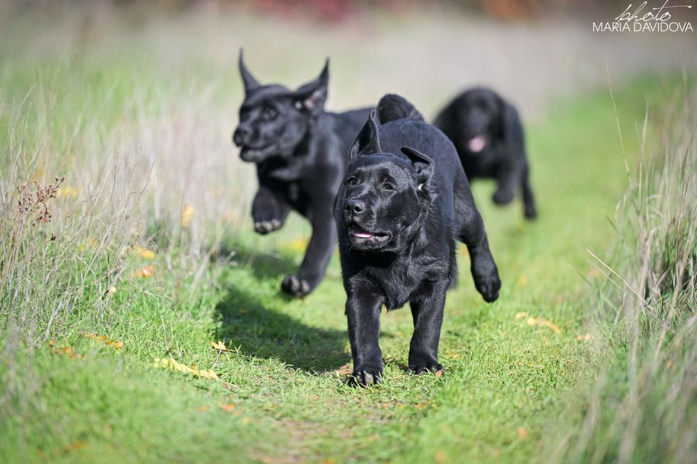 Чорний хлопчик лабрадора