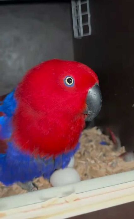 Casal de 2021 Eclectus